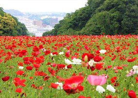 Kurihama Flower Park